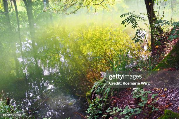 dreamlike woodland reflections - monasterolo del castello stock pictures, royalty-free photos & images