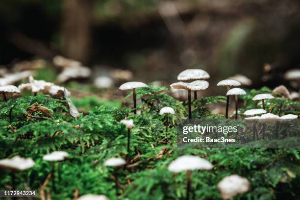 close up of some small mushrooms on the forest floor - forest floor ストックフォトと画像