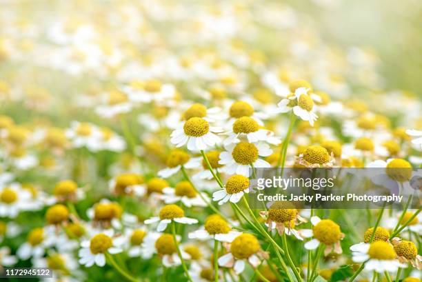beautiful daisy-like white flowers of the summer flowering chamomile or camomile in soft sunshine - chamomile tea stock-fotos und bilder