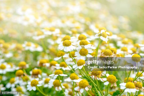 beautiful daisy-like white flowers of the summer flowering chamomile or camomile in soft sunshine - chamomile plant fotografías e imágenes de stock