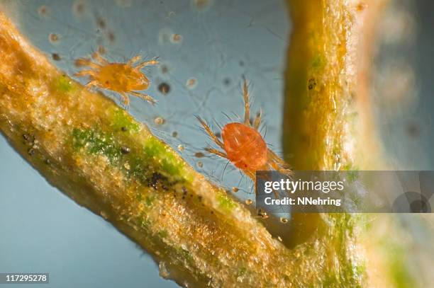 spider mite, tetranychus urticae, micrograph - mite stock pictures, royalty-free photos & images