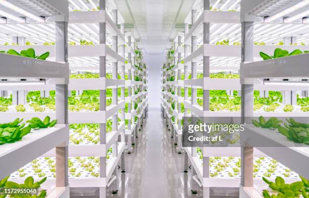 實驗室蔬菜 - bio supermarkt stock-fotos und bilder
