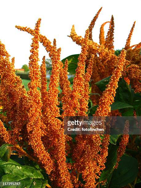 amaranth - quinoa stockfoto's en -beelden