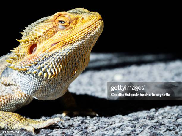 close-up of a bearded dragon looking at camera - agama stock pictures, royalty-free photos & images