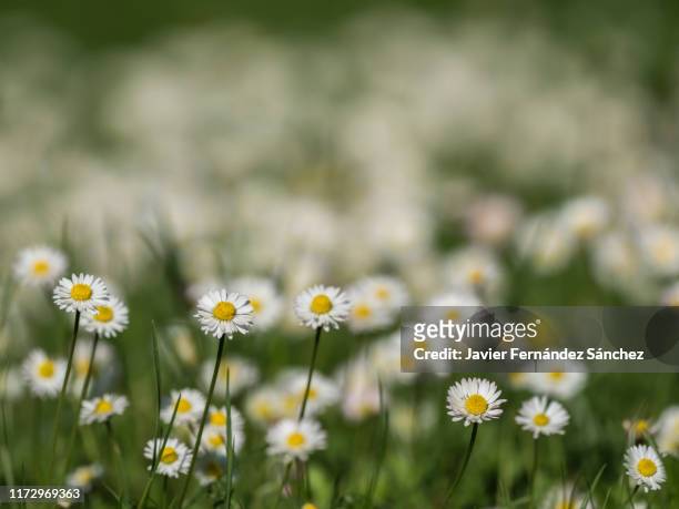 a group of daisies in a meadow in spring. bellis perennis. - ヒナギク ストックフォトと画像