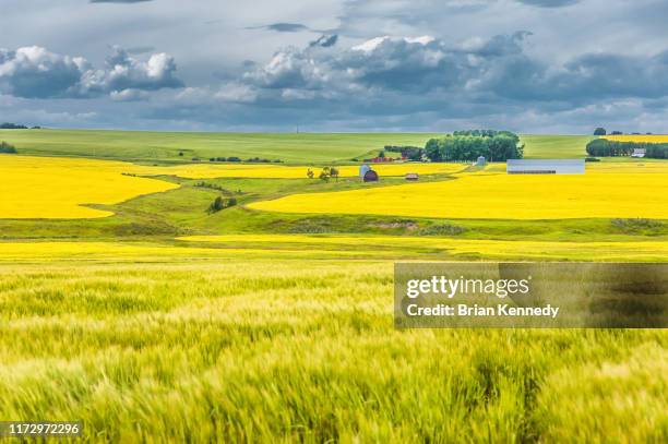 canola around stream - alberta farm scene stock-fotos und bilder