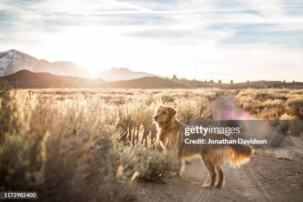 golden retriever in desert at sunset - desert dog stockfoto's en -beelden