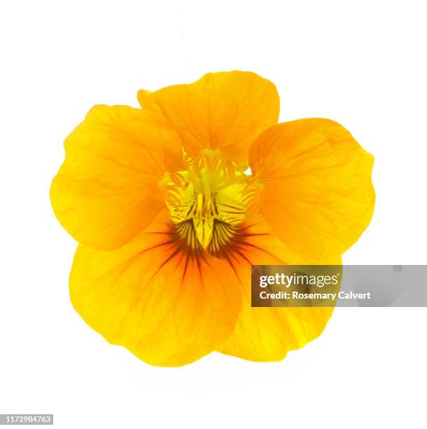 yellow nasturtium flower in close-up, on white. - nasturtium fotografías e imágenes de stock
