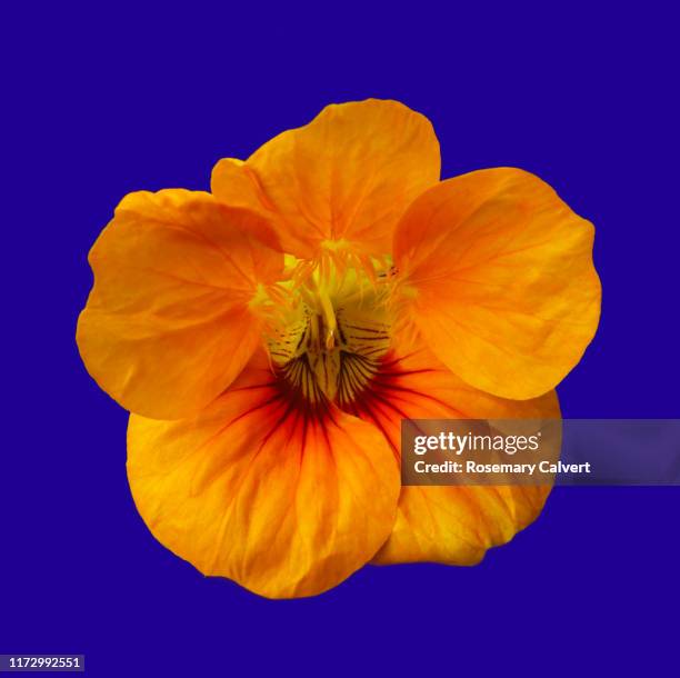 orange nasturtium flower close-up, on blue. - nasturtium fotografías e imágenes de stock