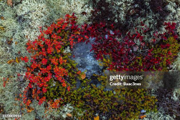 colourful mountain floor - moss, lichen, plant and heather - lavar bildbanksfoton och bilder