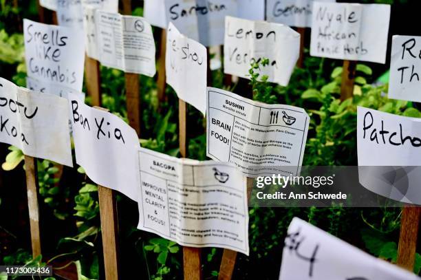 brain food plus herbs that smell like weed - patchouli stock pictures, royalty-free photos & images