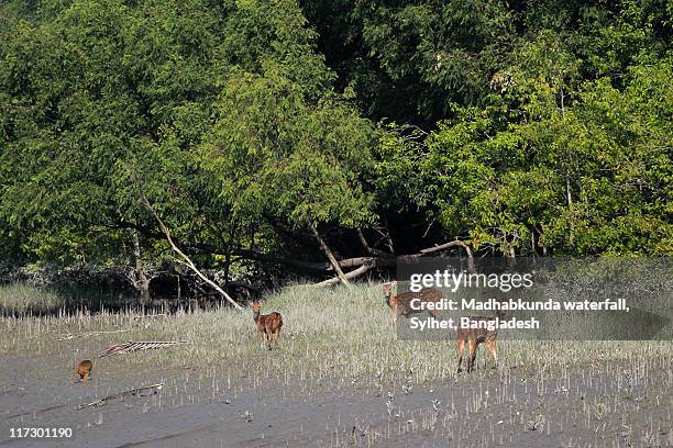 spotted deer at sundarban - madhabkunda stock pictures, royalty-free photos & images