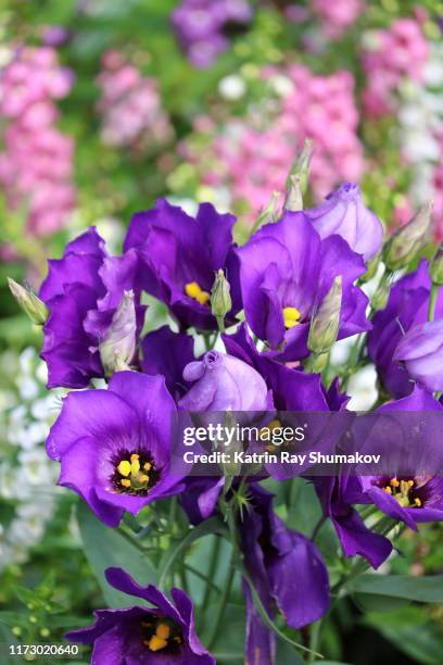 lisianthus in gorgeous purple - lisianthus stock pictures, royalty-free photos & images