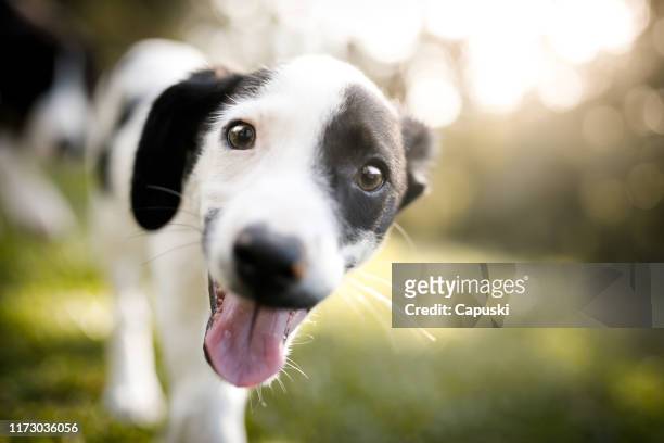 lächelnder welpenhund - adoption eines haustiers stock-fotos und bilder