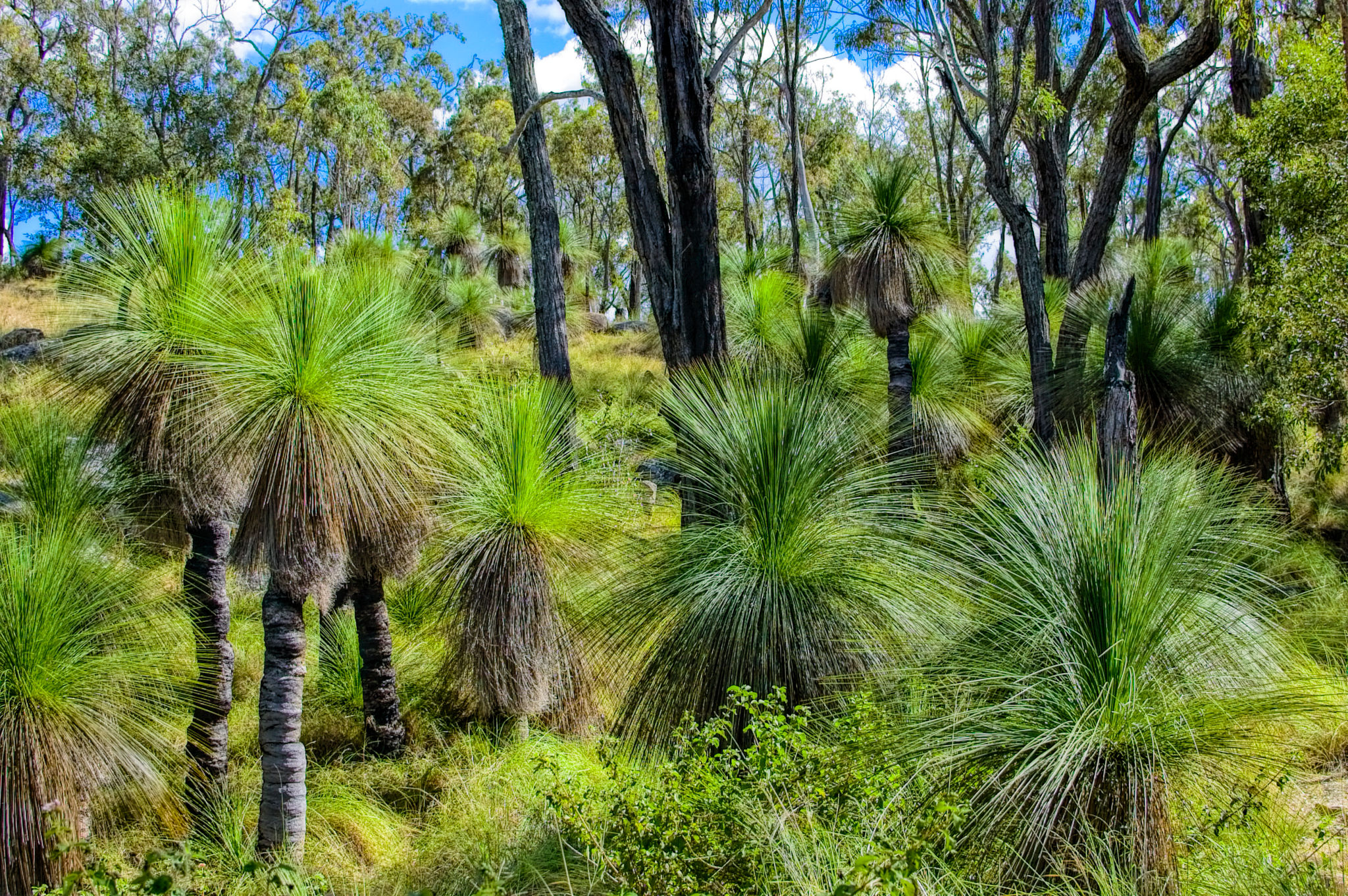 Tree For Rename 4 Problematic Plant Names and the Importance of Renaming Plants for ...