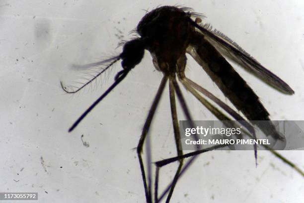 An Aedes aegypti mosquito is seen through a microscope at the Oswaldo Cruz Foundation laboratory in Rio de Janeiro, Brazil, on August 14, 2019. -...