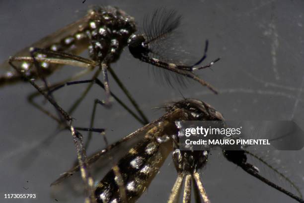 Male and a female Aedes aegypti mosquitos are seen through a microscope at the Oswaldo Cruz Foundation laboratory in Rio de Janeiro, Brazil, on...