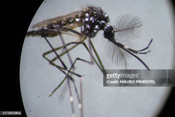 An Aedes aegypti mosquito is seen through a microscope at the Oswaldo Cruz Foundation laboratory in Rio de Janeiro, Brazil, on August 14, 2019. -...