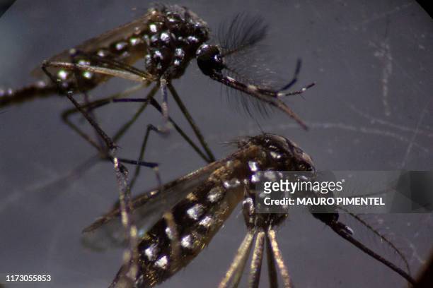 Male and a female Aedes aegypti mosquitos are seen through a microscope at the Oswaldo Cruz Foundation laboratory in Rio de Janeiro, Brazil, on...