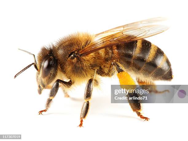 698点のミツバチのストックフォト Getty Images 698点のミツバチのストックフォト Getty Images