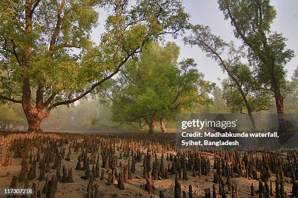 sundarbans: the mystic mangrove (ii) - madhabkunda stock pictures, royalty-free photos & images