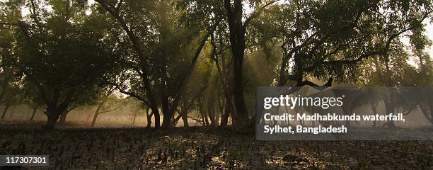 sundarbans: the mystic mangrove - madhabkunda stock pictures, royalty-free photos & images