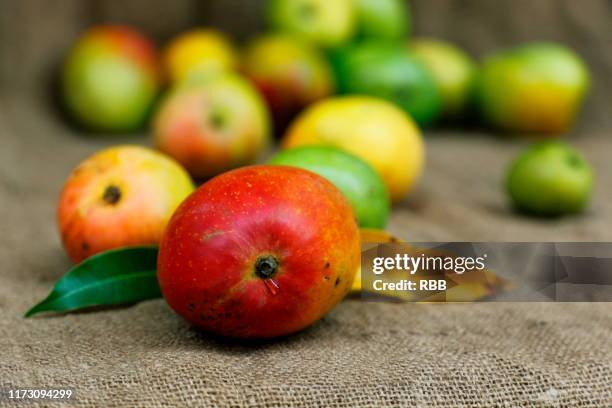 ripe mangoes - mangoes stock pictures, royalty-free photos & images