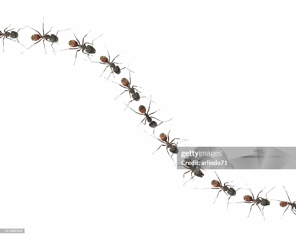 Marching ants (XXL)