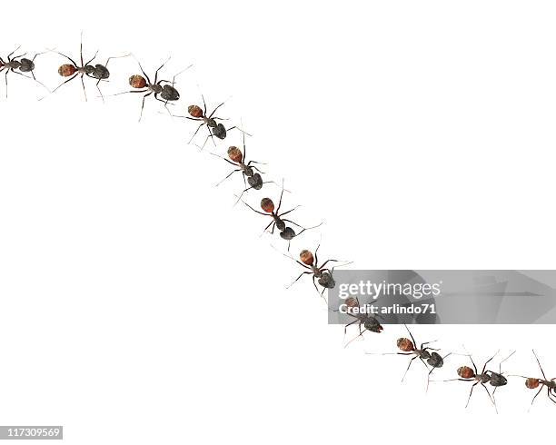 marching ants (xxl) - ants marching stock pictures, royalty-free photos & images