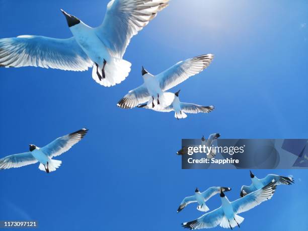 black-headed gull of bangong lake, tibet, china - black headed gull stock pictures, royalty-free photos & images