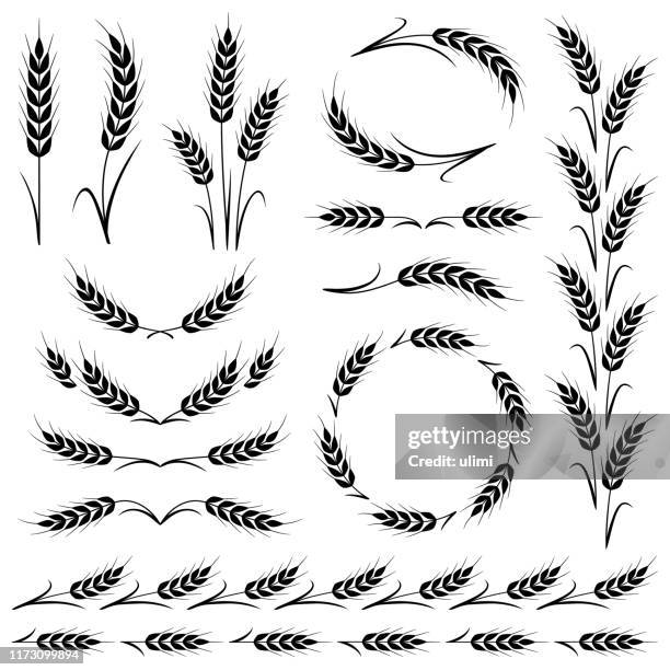 ilustraciones, imágenes clip art, dibujos animados e iconos de stock de orejas de trigo - wheat