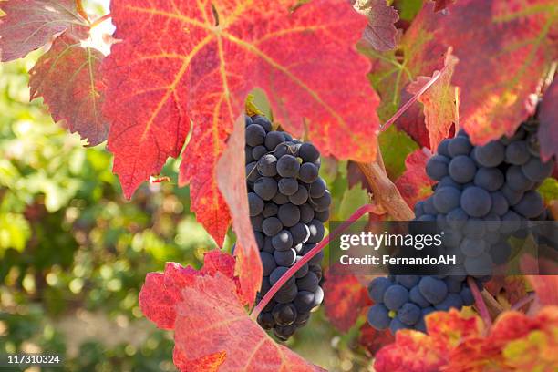 cabernet grapes on vine - malbec stock pictures, royalty-free photos & images