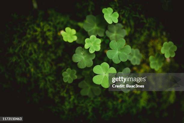 clover and moss seen from above - luxuriant bildbanksfoton och bilder