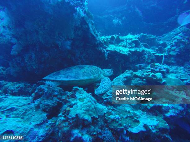 sea turtle under the sea,niue - niue 個照片及圖片檔