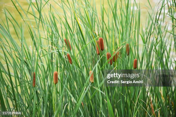 Bull Rushes Coloured Bull Rushes Photos and Premium High Res Pictures - Getty Images