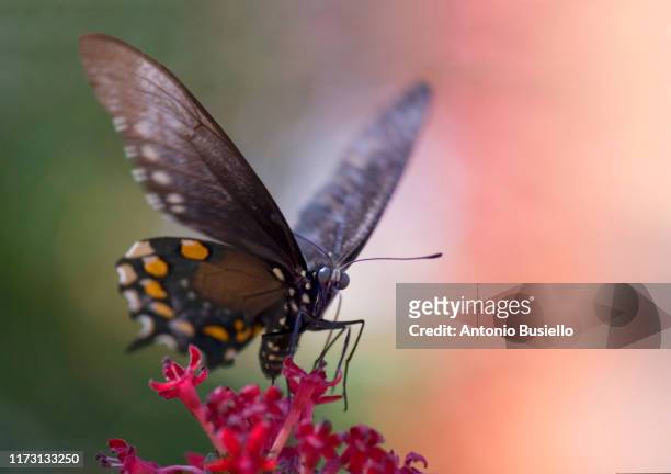 common rose butterfly - ベニモンアゲハ ストックフォトと画像