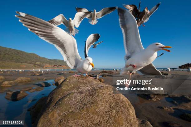 several gulls landing on a beach - gaviota de california fotografías e imágenes de stock