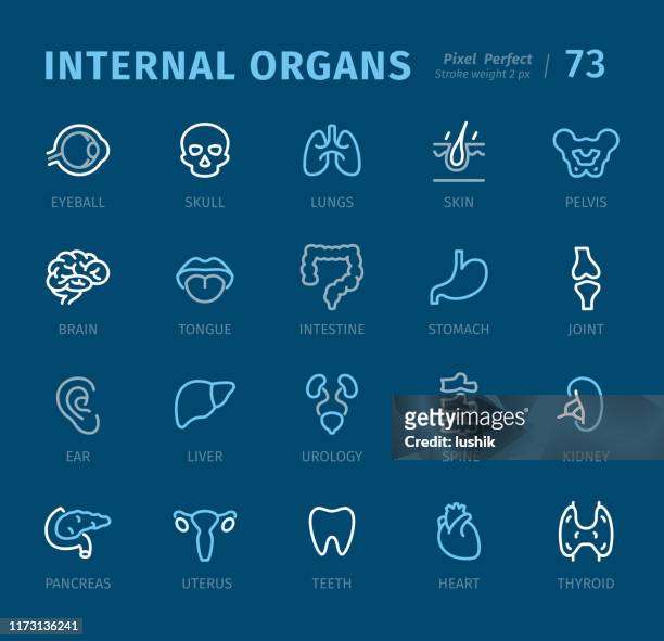 internal organs - outline icons with captions - human internal organ stock illustrations