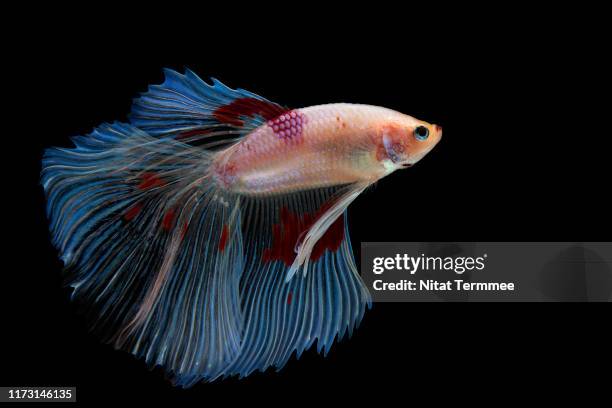 multi colored of siamese fighting fish ( betta splendens ). - kampffische stock-fotos und bilder