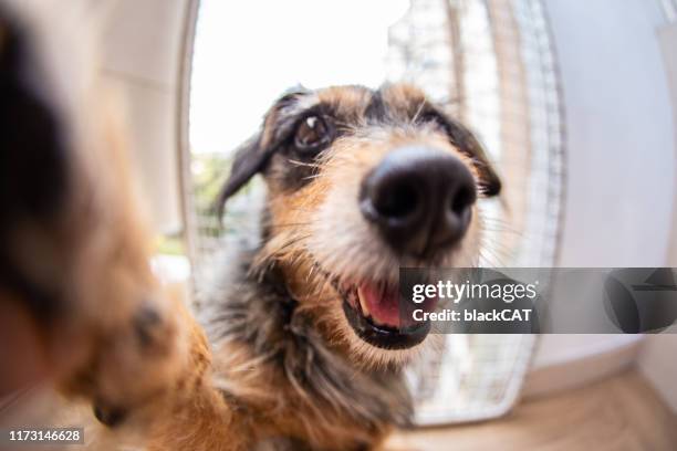 perro doméstico en casa divertido - snout fotografías e imágenes de stock