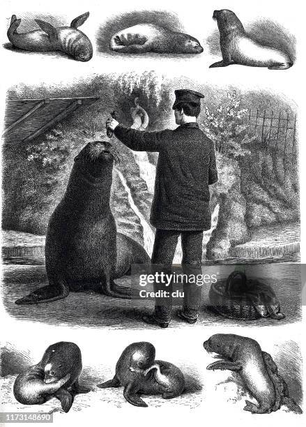 feeding a sea lion - sea lion stock illustrations