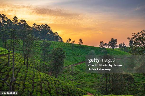 sunrise at the tea plantation in asia - ooty stock pictures, royalty-free photos & images