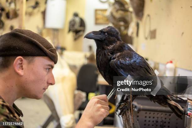 Working process at the art-taxidermy studio Trophy House in Kyiv, Ukraine, on October 1, 2019. The studio has been in the taxidermy business for...