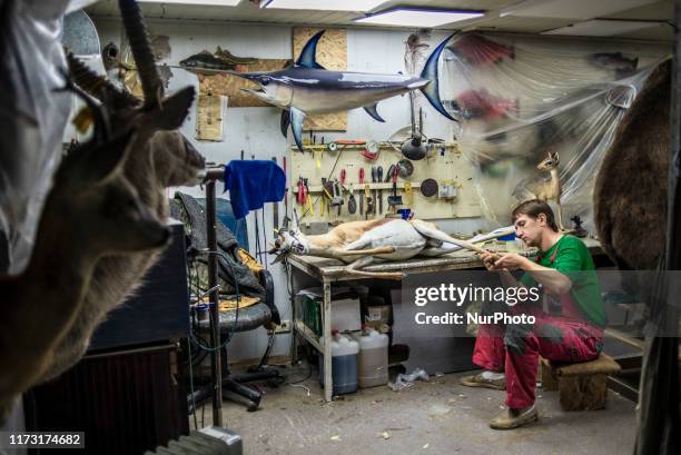 Working process at the art-taxidermy studio Trophy House in Kyiv, Ukraine, on October 1, 2019. The studio has been in the taxidermy business for...