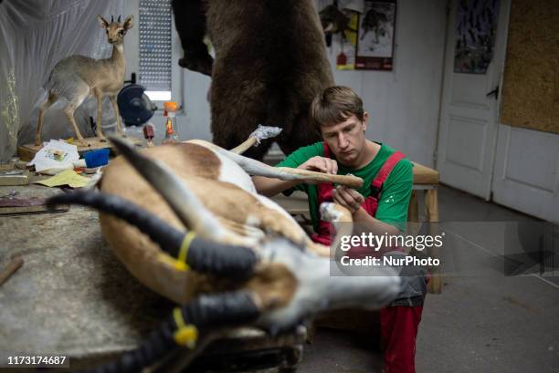 Working process at the art-taxidermy studio Trophy House in Kyiv, Ukraine, on October 1, 2019. The studio has been in the taxidermy business for...