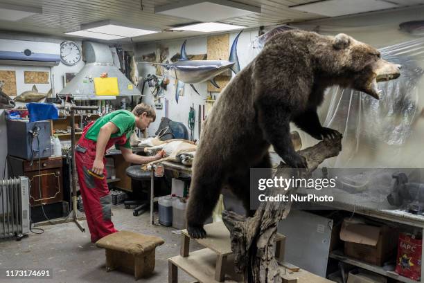 Working process at the art-taxidermy studio Trophy House in Kyiv, Ukraine, on October 1, 2019. The studio has been in the taxidermy business for...