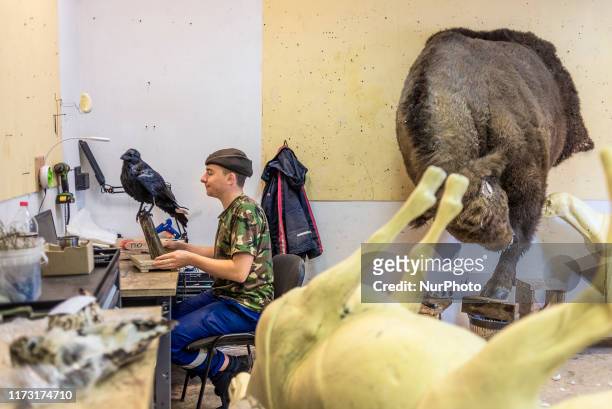 Working process at the art-taxidermy studio Trophy House in Kyiv, Ukraine, on October 1, 2019. The studio has been in the taxidermy business for...