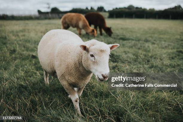 sheep - ewe stock pictures, royalty-free photos & images