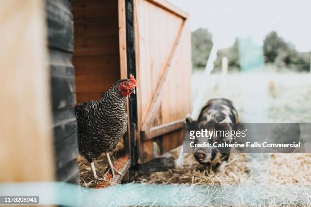 farmyard scene - livestock stock pictures, royalty-free photos & images