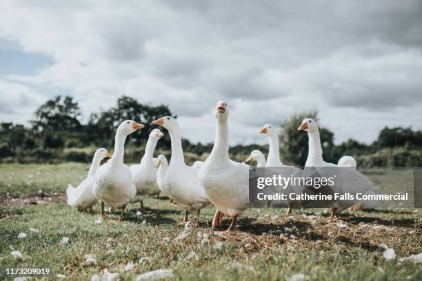 geese - gandee stock pictures, royalty-free photos & images